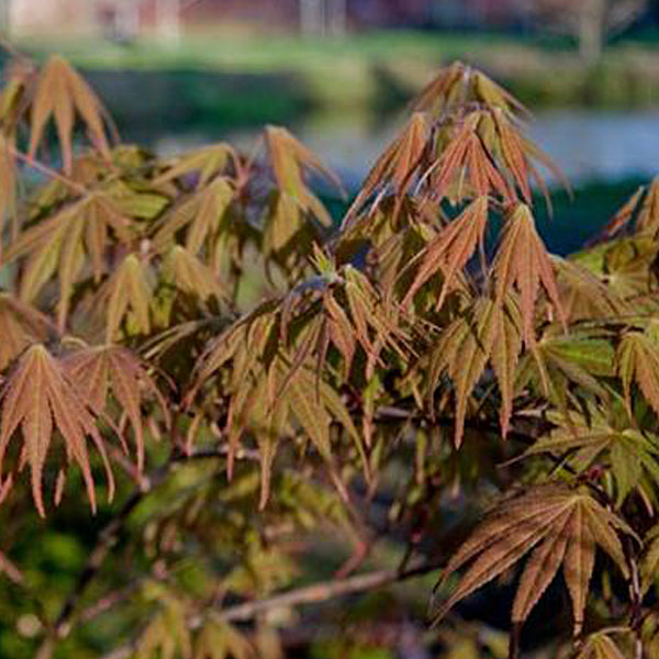 Acer palmatum 'Azuma murasaki' Japanese Maple