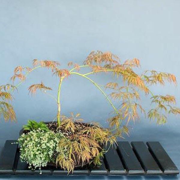 Acer palmatum 'Irish Lace' Japanese Maple