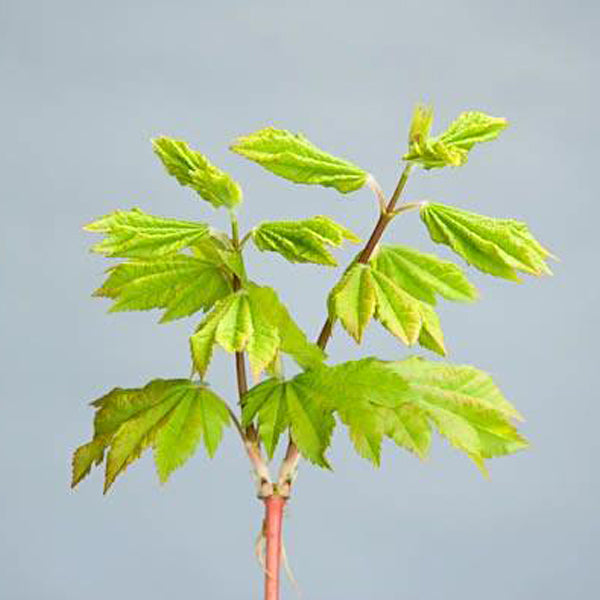 Pacific Fire Vine Maple, Acer circinatum 'Pacific Fire', Monrovia Plant