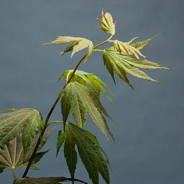 Acer palmatum 'Ever Autumn' Japanese Maple