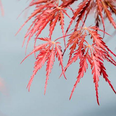 Acer palmatum 'Tamukeyama' Japanese Maple