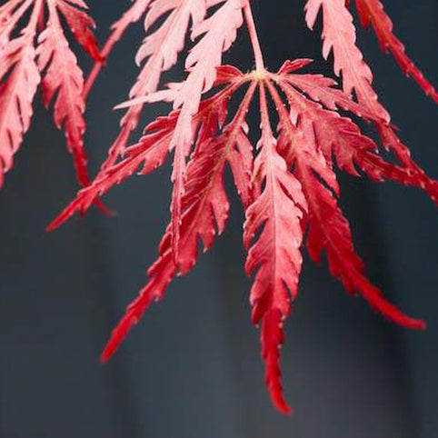 Acer palmatum 'Tamukeyama' Japanese Maple