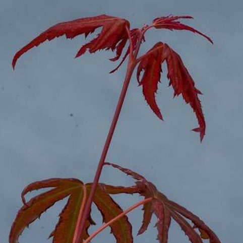 Acer palmatum 'Mikazuki' Japanese Maple
