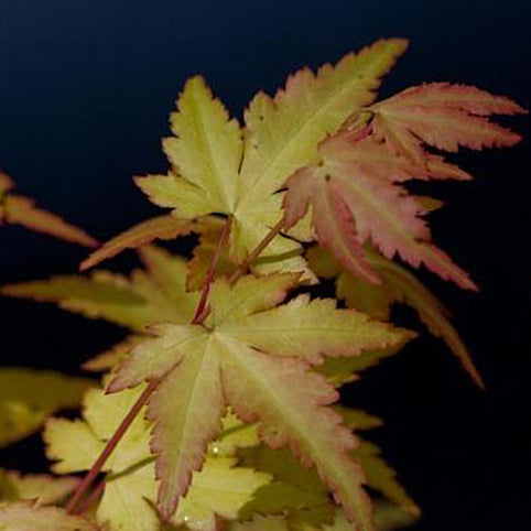 Acer palmatum 'Akane' Japanese Maple