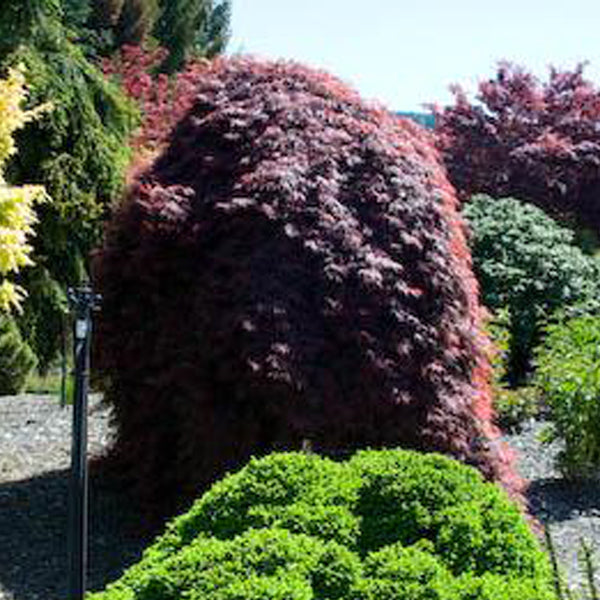 Red Filigree Red Filigree Lace Japanese Maple – Finely cut laceleaf foliage with ...