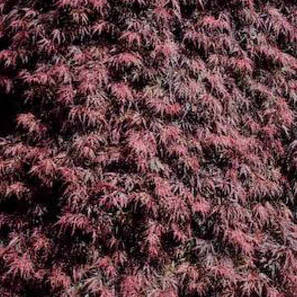 Red Filigree Red Filigree Lace Japanese Maple – Finely cut laceleaf foliage with ...