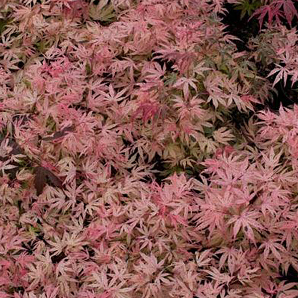 Acer palmatum 'Geisha Gone Wild' Japanese Maple