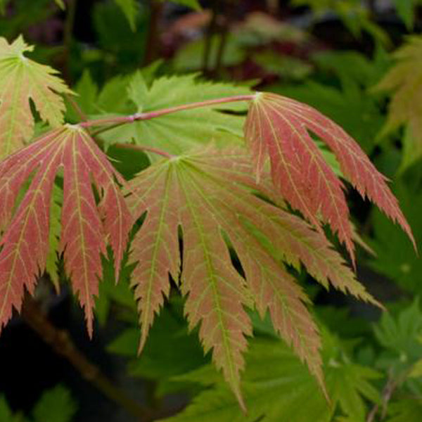 Acer japonicum 'O isami' Japanese Maple