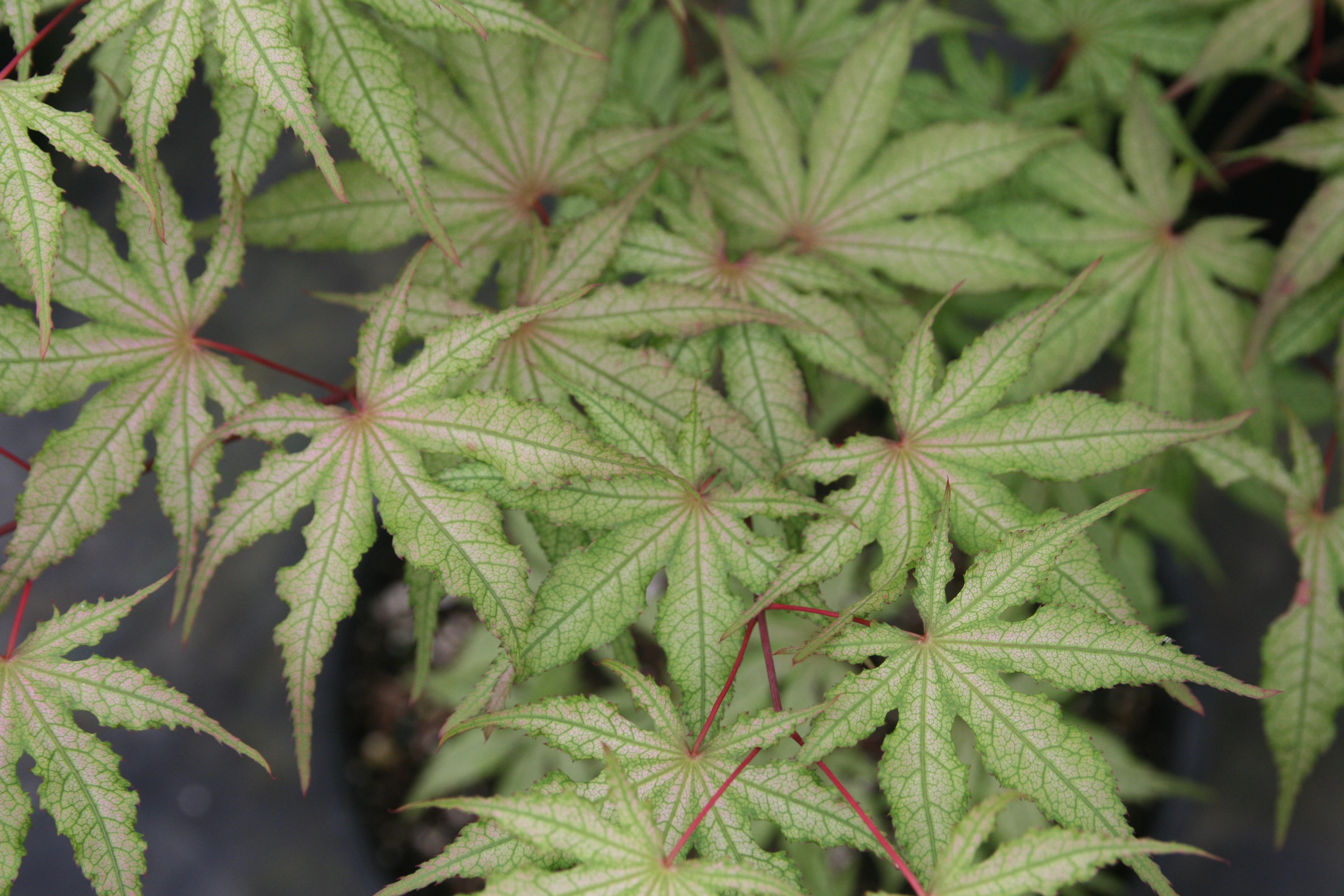 maple　笑主70点 Acer shirasawanum 'Jordan' Japanese Maple - Essence of the Tree