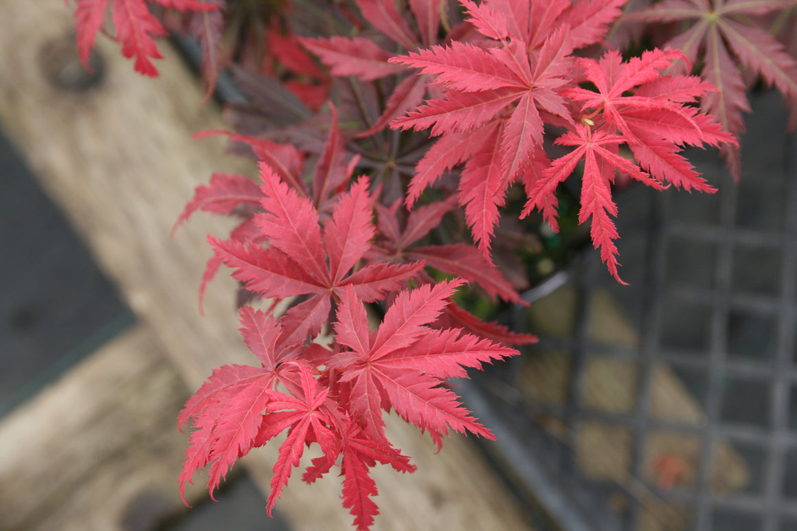 Acer palmatum 'Orion' Japanese Maple