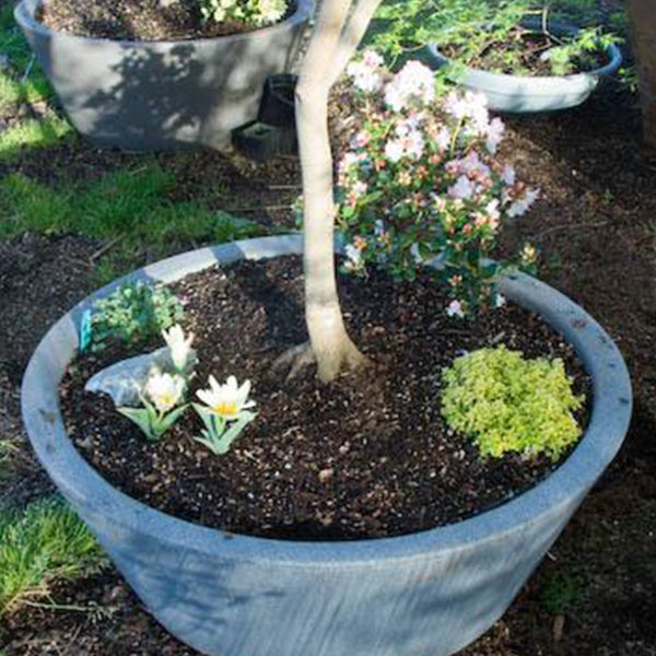 Tree Shape Containers Patio Tree Container - Essence of the Tree