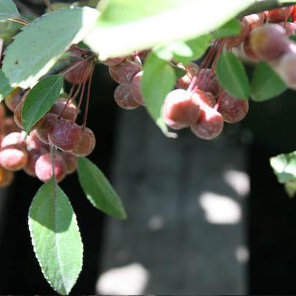 Flowering Crabapple Malus 'Strawberry Parfait'