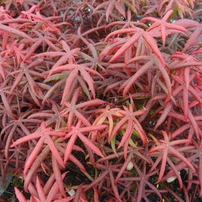 Acer palmatum 'Peve Starfish' Japanese Maple