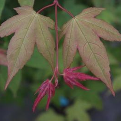 Acer palmatum 'Green Tea' Japanese Maple