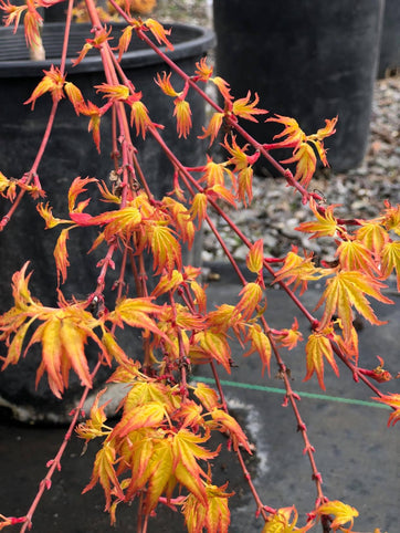 Acer palmatum 'Golden Falls' Japanese Maple