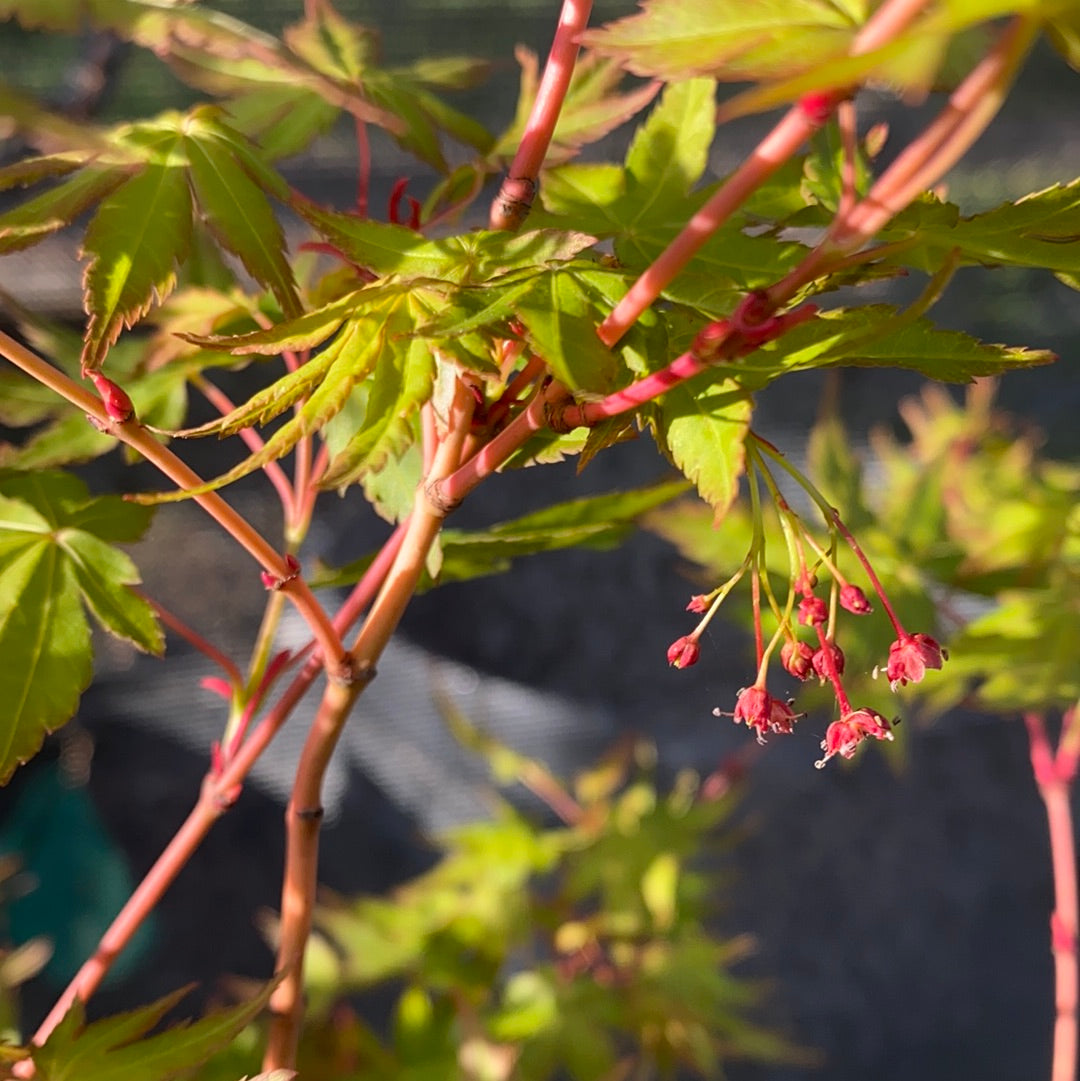 Wildfire Maple Wild Fire Japanese Maple – Green spring foliage with an upright form ...