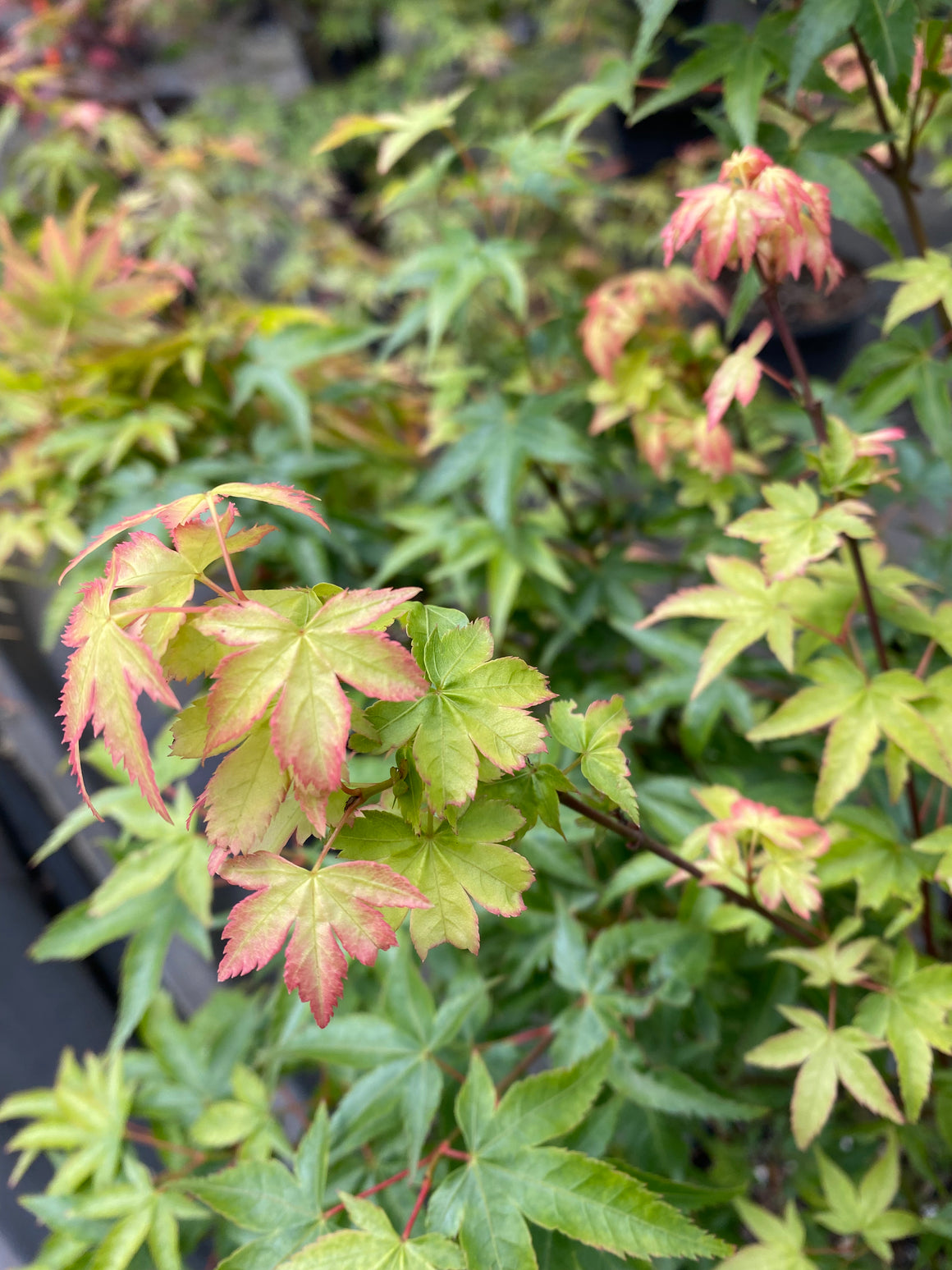 Acer palmatum 'Kuro Hime' Japanese Maple