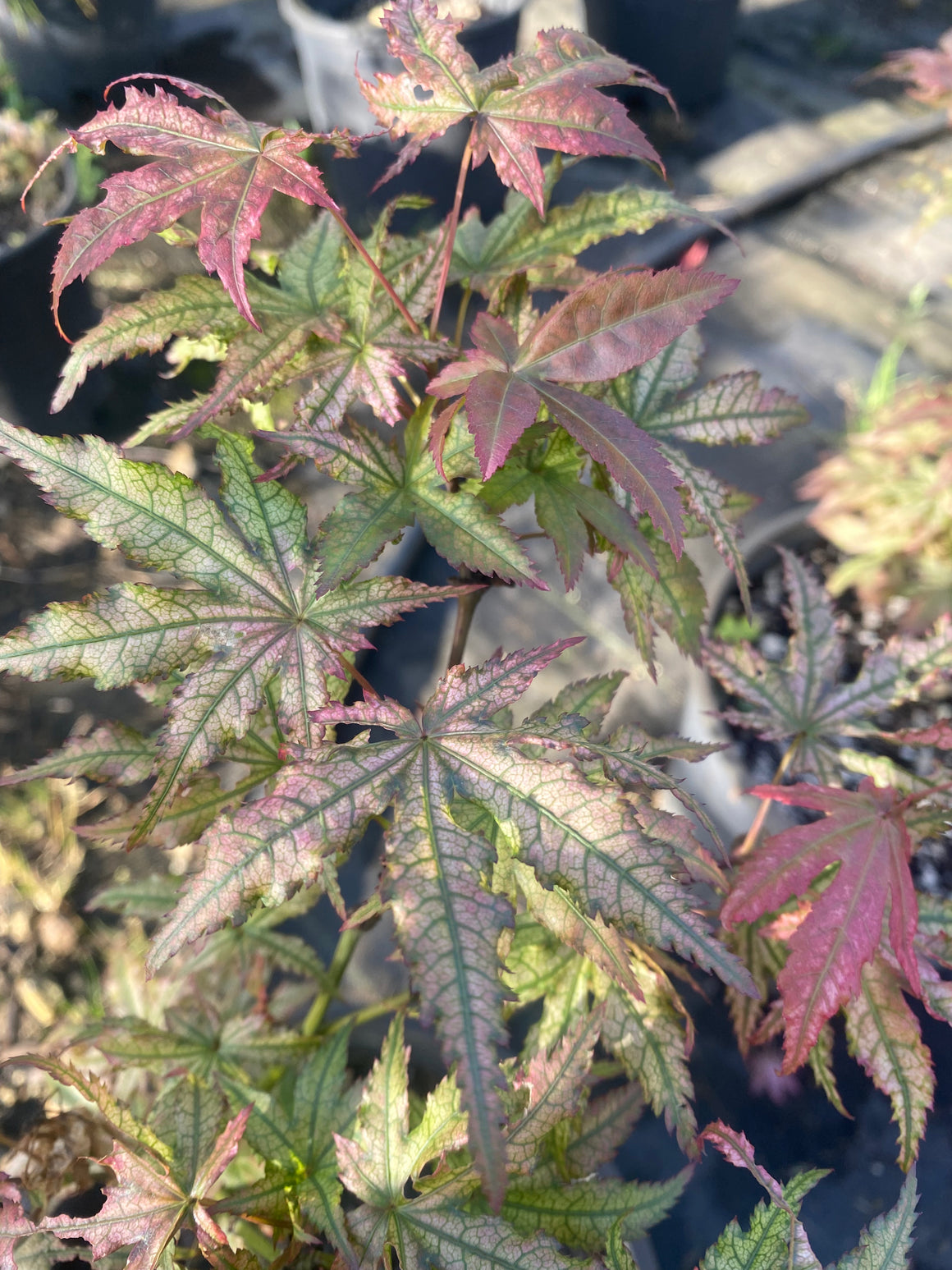 Acer palmatum 'Peaches and Cream' Japanese Maple