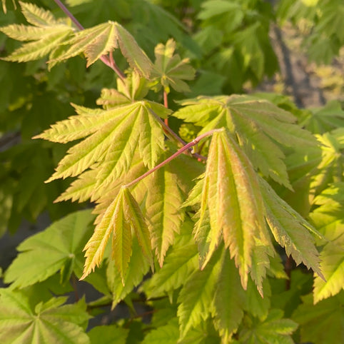 Acer japonicum 'Vitifolium' Japanese Maple