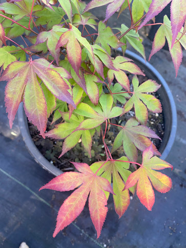 Acer palmatum 'Ogi tsuma gaki' Japanese Maple