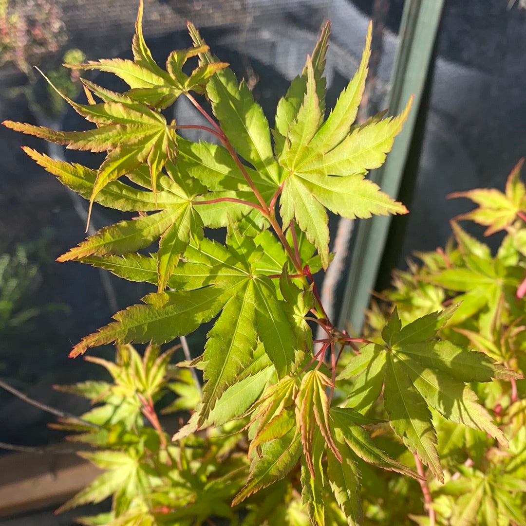 Wildfire Maple Wild Fire Japanese Maple – Green spring foliage with an upright form ...