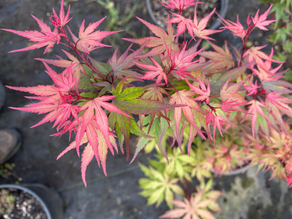 Japanese Maple Library - Essence of the Tree