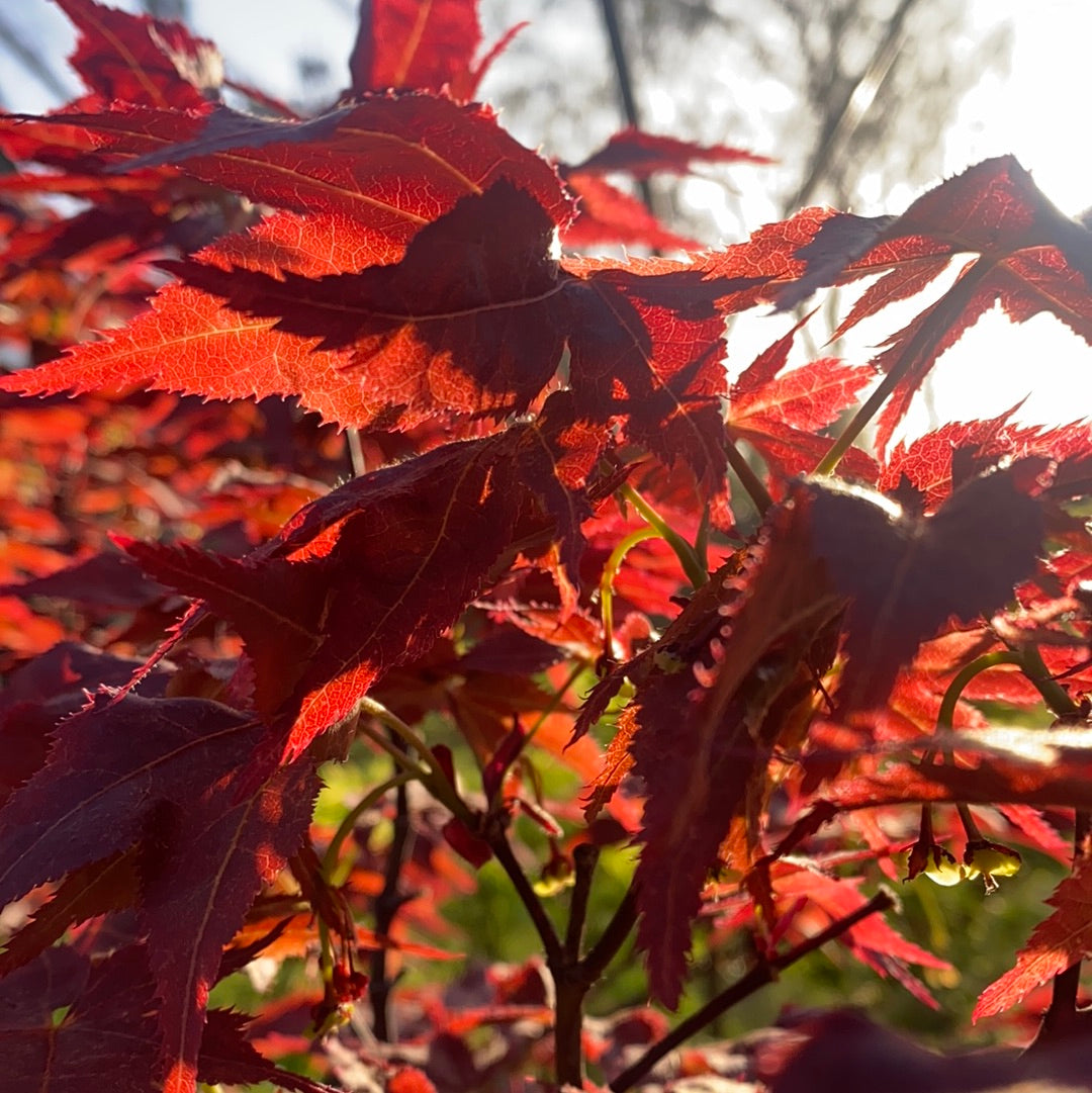 Japanese Red Leaf Maple Tree