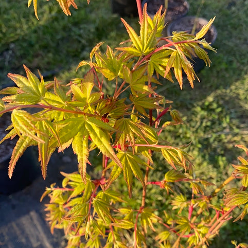 Acer palmatum 'Katsura' Japanese Maple