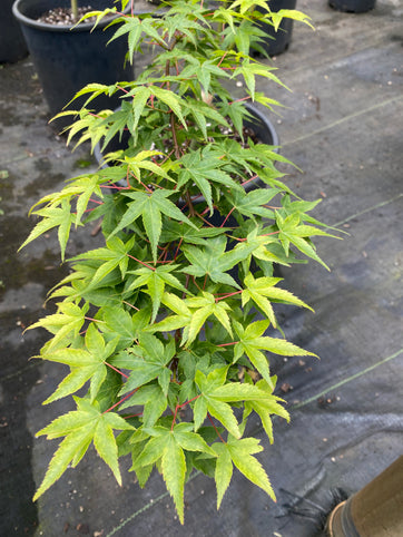 Acer palmatum 'Kuro Hime' Japanese Maple