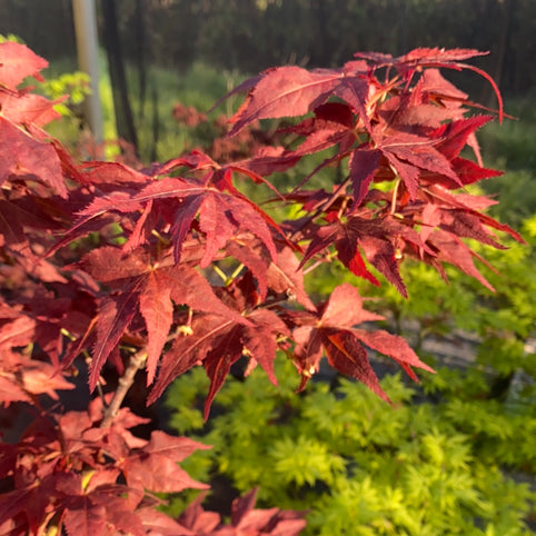 Acer palmatum 'Red Rugose' Japanese Maple