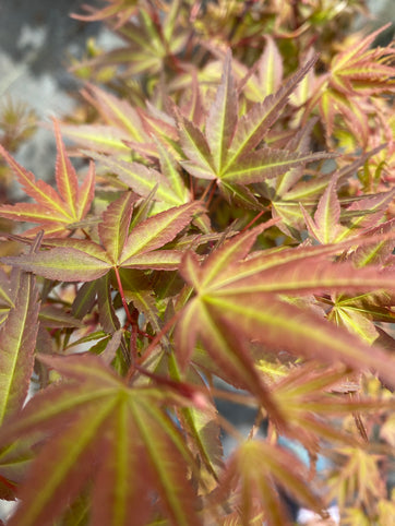 Acer palmatum 'Phoenix' Japanese Maple