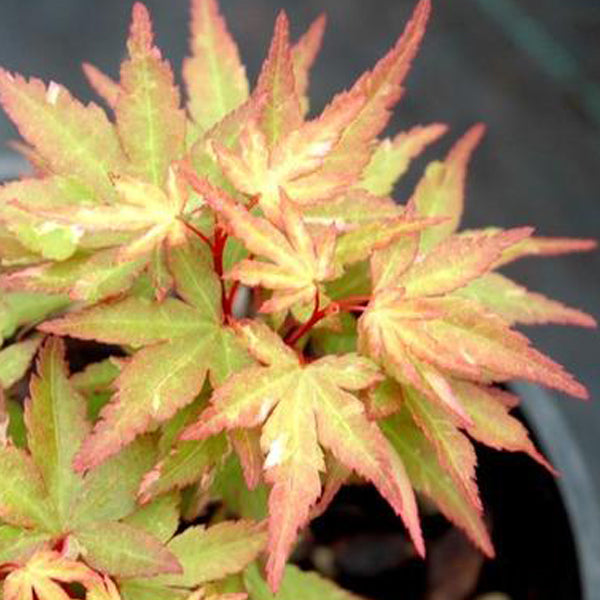 Ryu Gu Japanese Maple – Pinkish orange spring emergence with hot pink ...